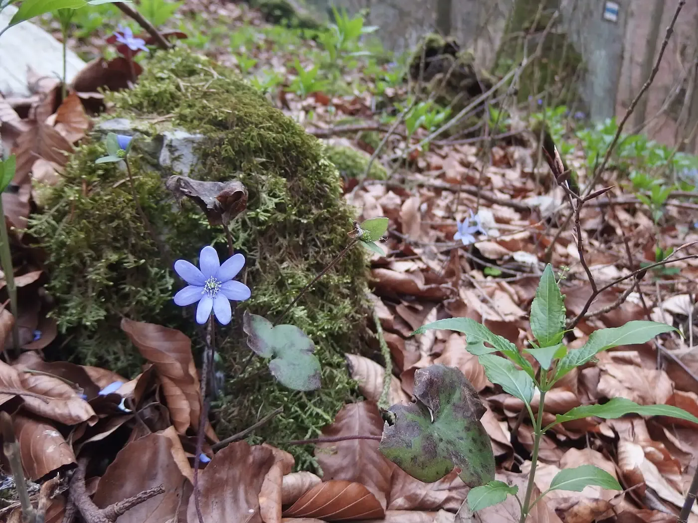 Blühendes Leberblümchen im Pustý žleb